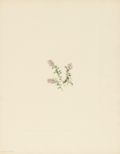 Mountain Cranberry (flower) (Vaccinium vitisidaea minus)