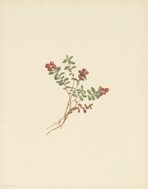 Mountain Cranberry (fruit) (Vaccinium vitisidaea minus)