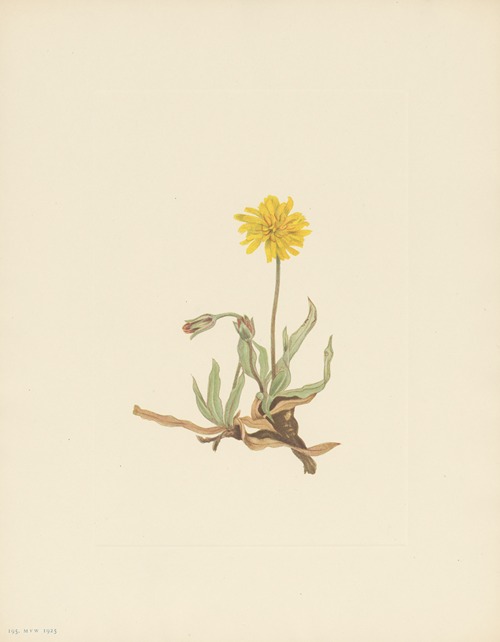 Woolly Agoseris (Agoseris villosa)