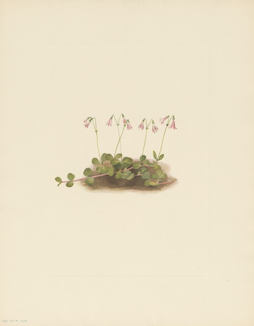 American Twinflower (Linnaea borealis americana)