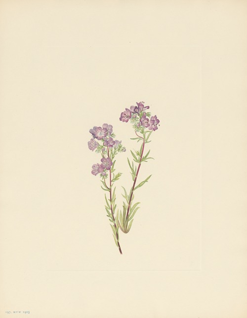 Sand Phacelia (Phacelia linearis)