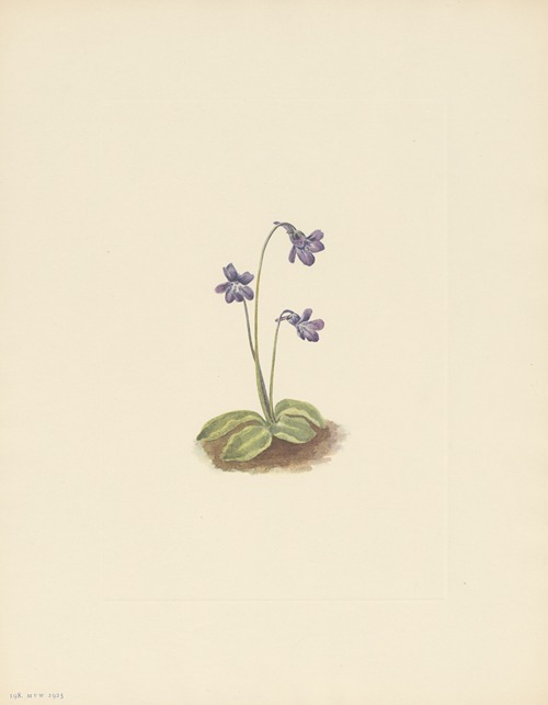 Northern Butterwort (Pinguicula vulgaris)