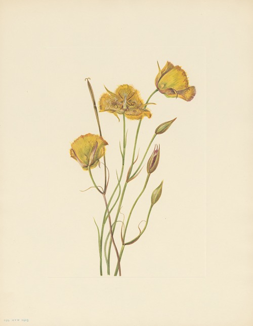 San Diego Mariposa (Calochortus weedii)