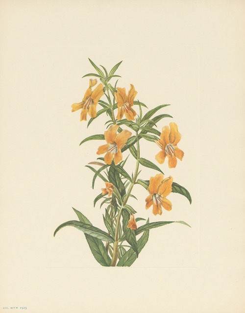 Buff Monkeyflower (Diplacus longiflorus)