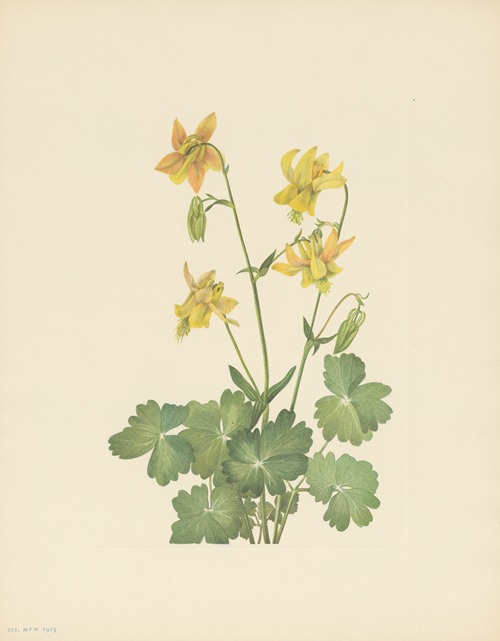 Lemon Columbine (Aquilegia flavescens)