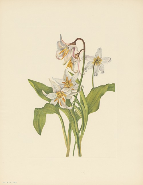 Avalanche-lily (Erythronium montanum)