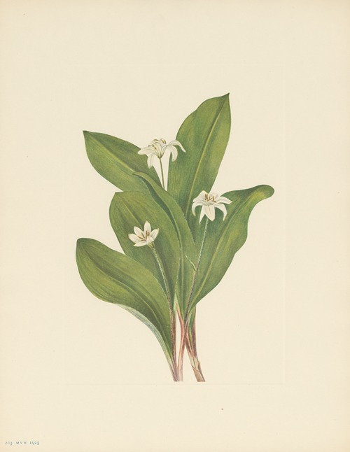 Queencup (flower) (Clintonia uniflora)