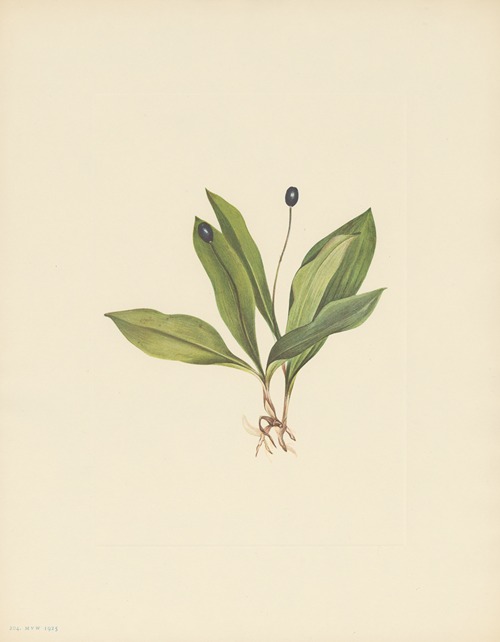 Queencup (fruit) (Clintonia uniflora)