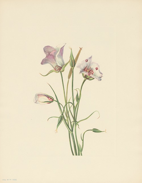 Catalina Mariposa (Calochortus catalinae)