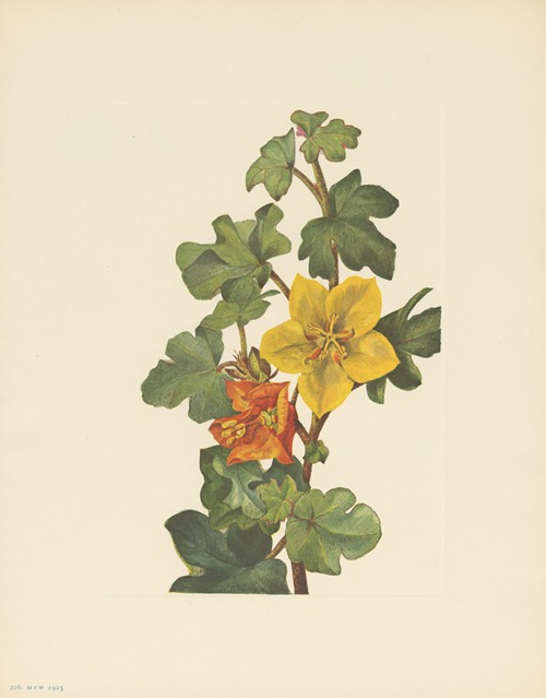 Mexican Fremontia (Fremontodendron mexicanum)