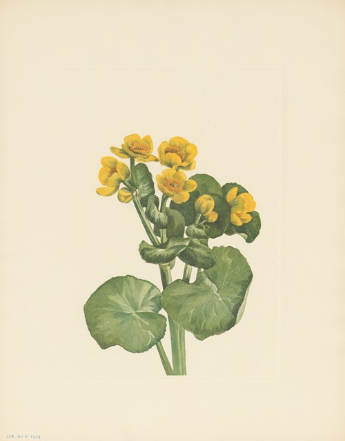 Marshmarigold (Caltha palustris)