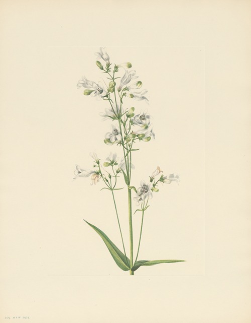 Foxglove Pentstemon (Pentstemon digitalis)