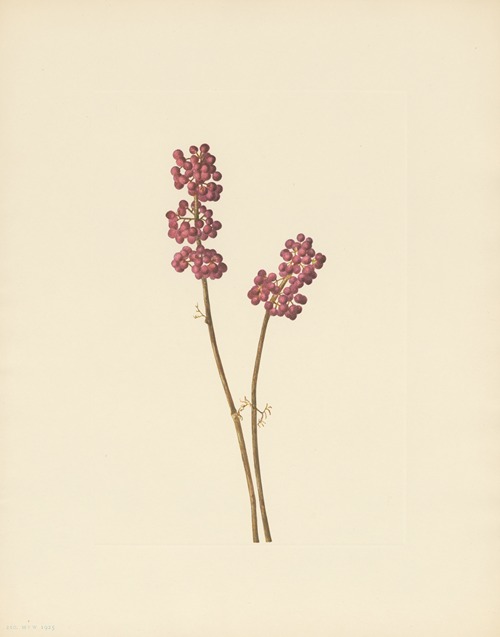 Beautyberry (Callicarpa americana)