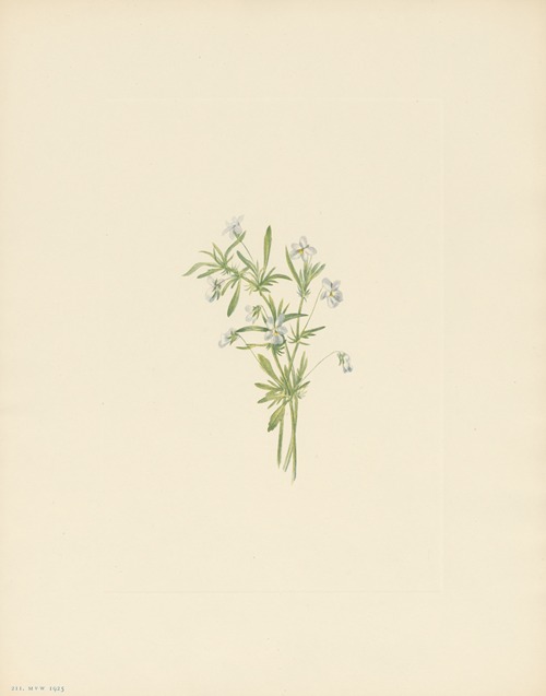 Field Violet (Viola rafinesquii)