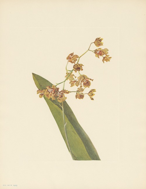 Spotted Cyrtopodium (Cyrtopodium punctatum)