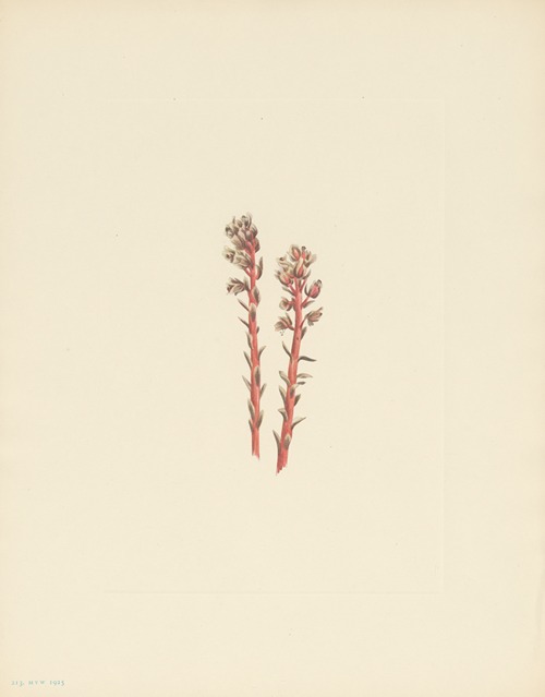 Red Pinesap (Hypopitys lanuginosa)