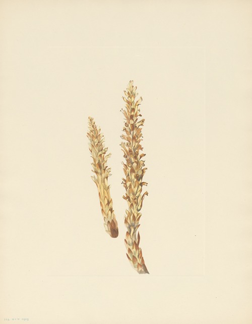 Squawroot (Conopholis americana)