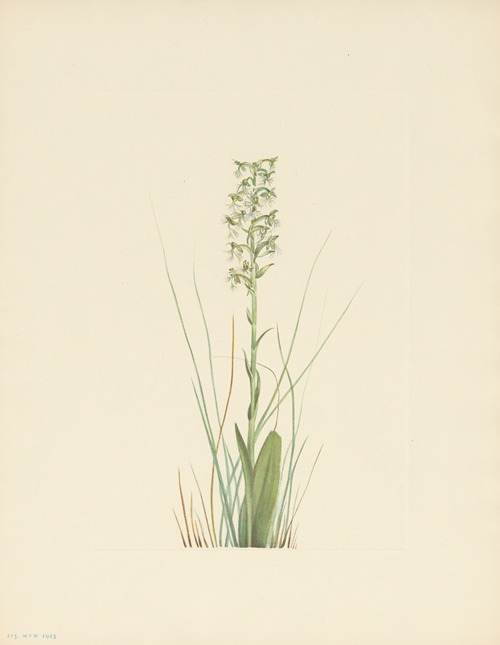 Ragged Fringe-orchid (Habenaria lacera)