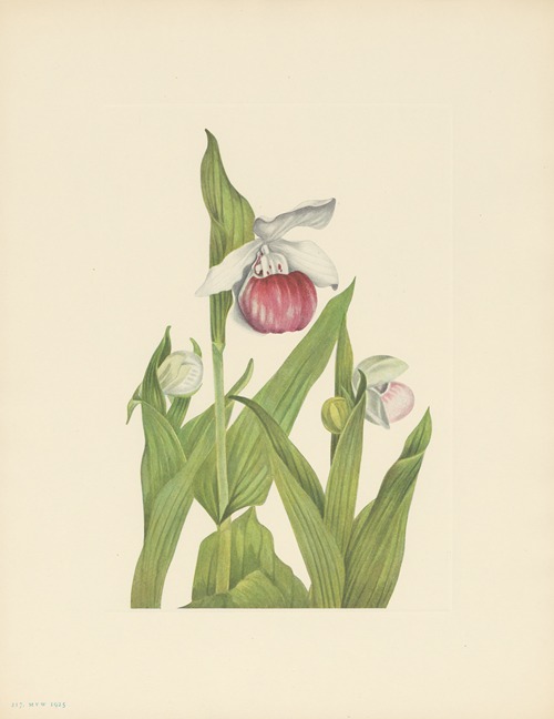 Showy Ladyslipper (Cypripedium reginae)