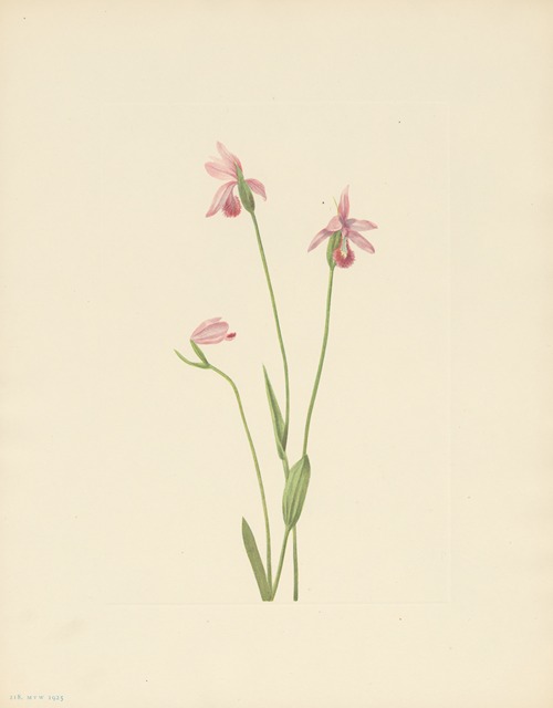Rose Pogonia (Pogonia ophioglossoides)