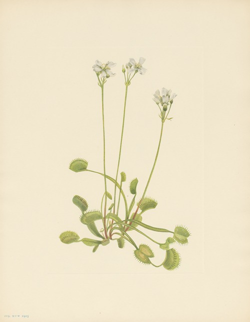 Venus Flytrap (Dionaea muscipula)