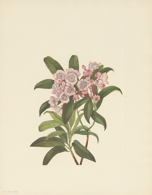 Mountain-laurel (Kalmia latifolia)