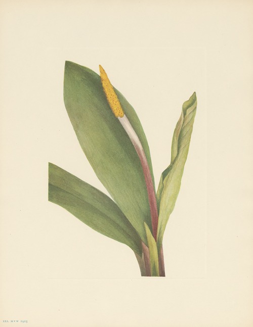 Goldenclub (Orontium aquaticum)