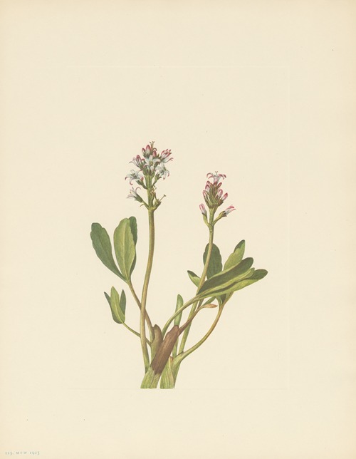Bogbean (Menyanthes trifoliata)
