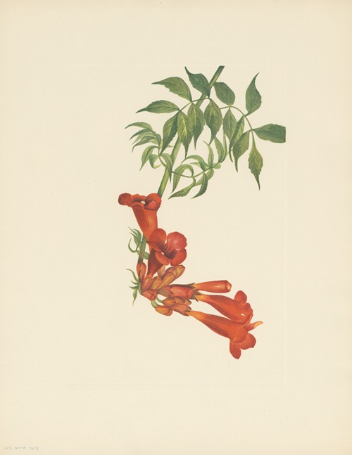 Trumpetcreeper (Bignonia radicans)