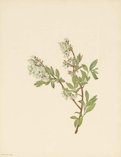 Highbush Blueberry (Vaccinium corymbosum)