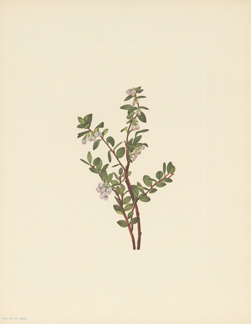 Box Huckleberry (Gaylussacia brachycera)