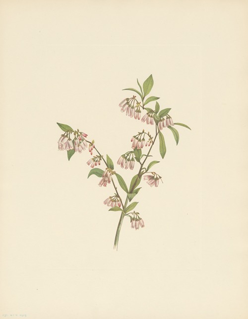 Pineland Blueberry (Vaccinium tenellum)