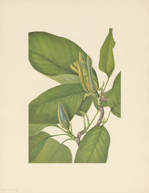 Cucumbertree (Magnolia acuminata)