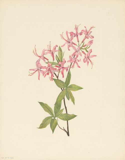 Downy Pinxterbloom (Azalea rosea)