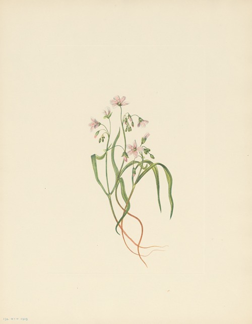 Virginia Springbeauty (Claytonia virginica)