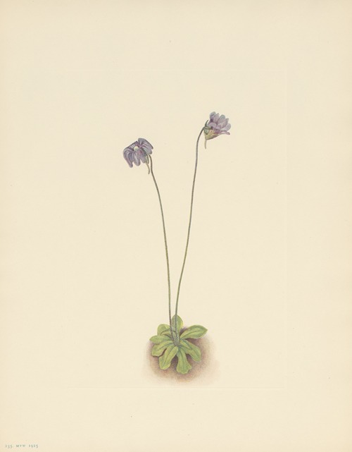 Purple Butterwort (Pinguicula elatior)