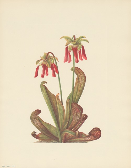 Parrot Pitcherplant (Sarracenia psittacina)
