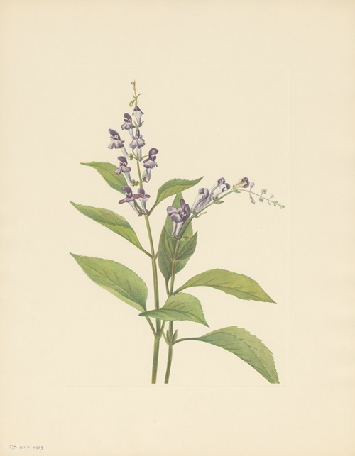 Wood Skullcap (Scutellaria serrata)