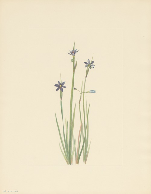Blue-eyed-grass (Sisyrinchium angustifolium)