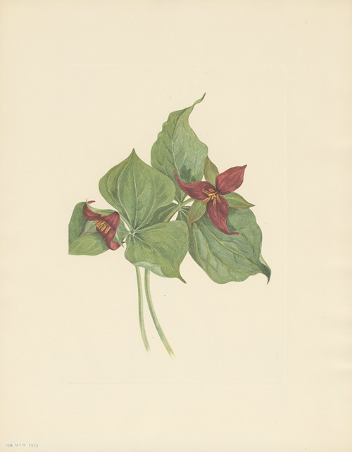 Red Trillium (Trillium erectum)