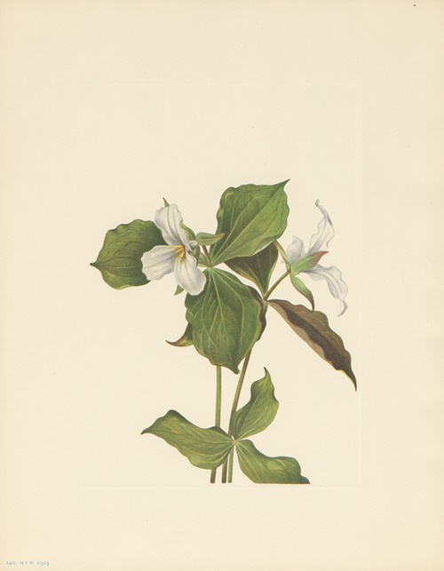 Snow Trillium (Trillium grandiflorum)