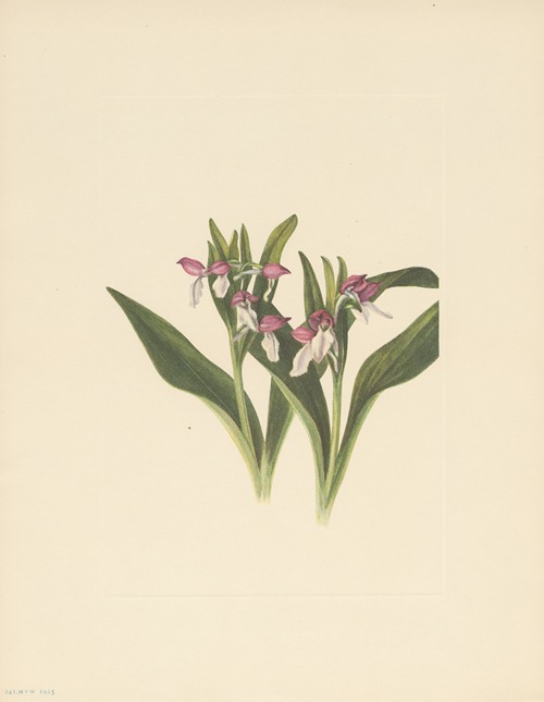 Showy Orchis (Orchis spectabilis)