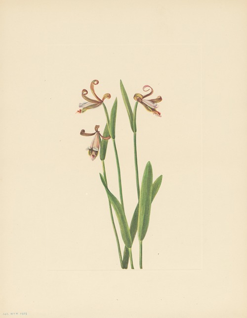Rosebud Orchid (Pogonia divaricata)