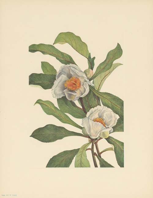 Franklinia (Pranklinia alatamaha)