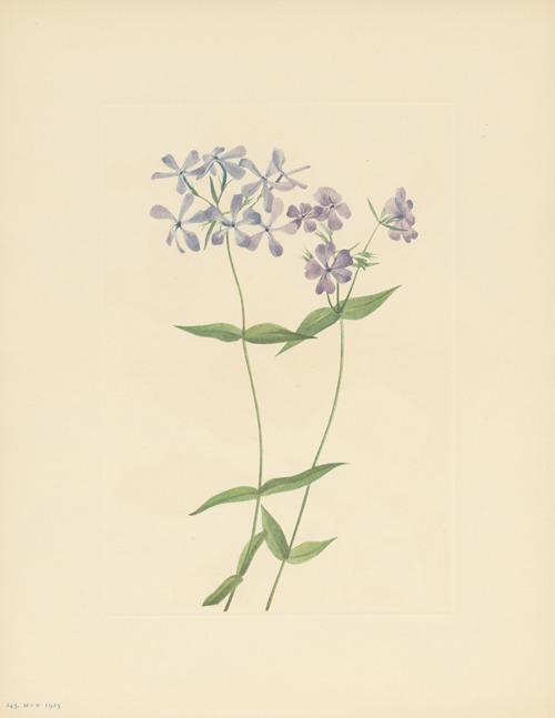 Blue Phlox (Phlox divaricata)