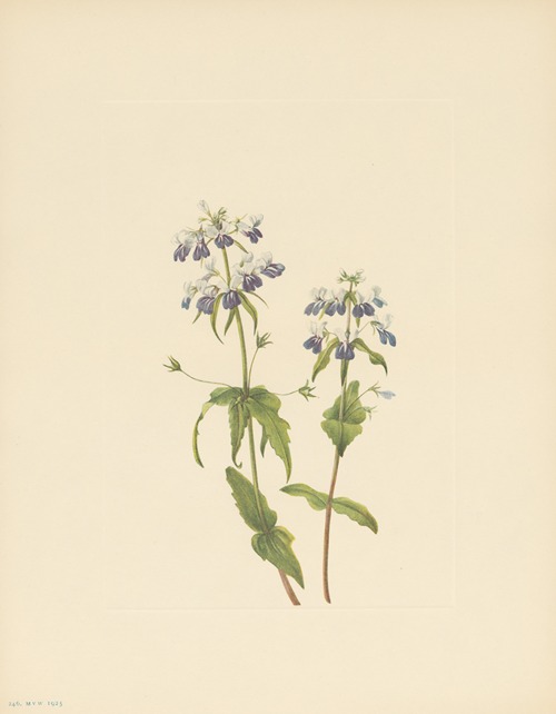 Blue-eyed-mary (Collinsia verna)