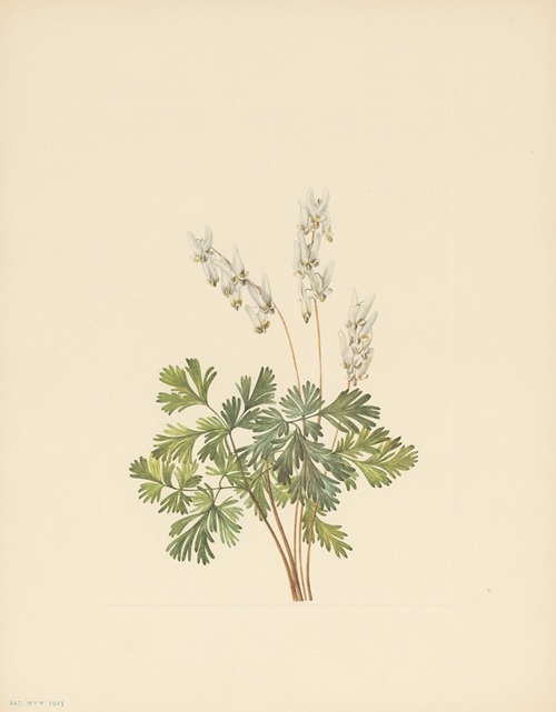 Dutchmans-breeches (Bikukulla cuculiarla)
