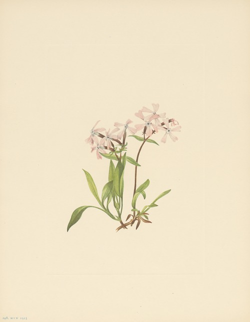 Peatpink (Silene caroliniana)