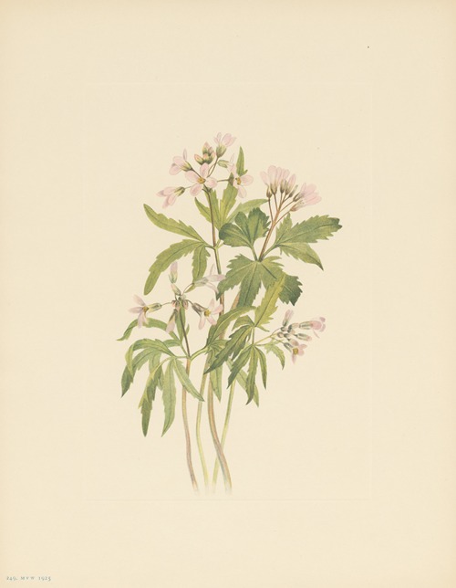 Cut Toothwort (Dentaria laciniata)