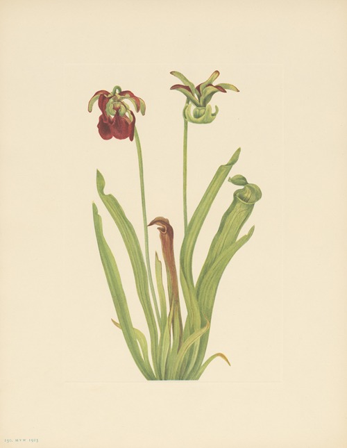 Sweet Pitcherplant (Sarracenia rubra)